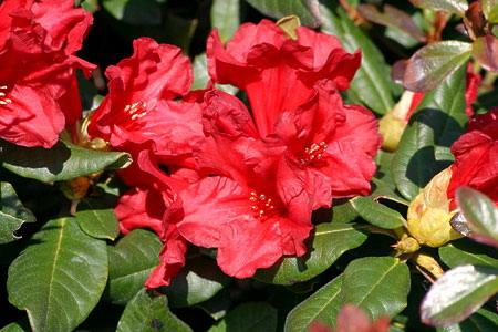 Rododendrony karłowe SCARLET WONDER ognistoczerwony, kwitnie dwa razy (IV/V oraz IX/X)